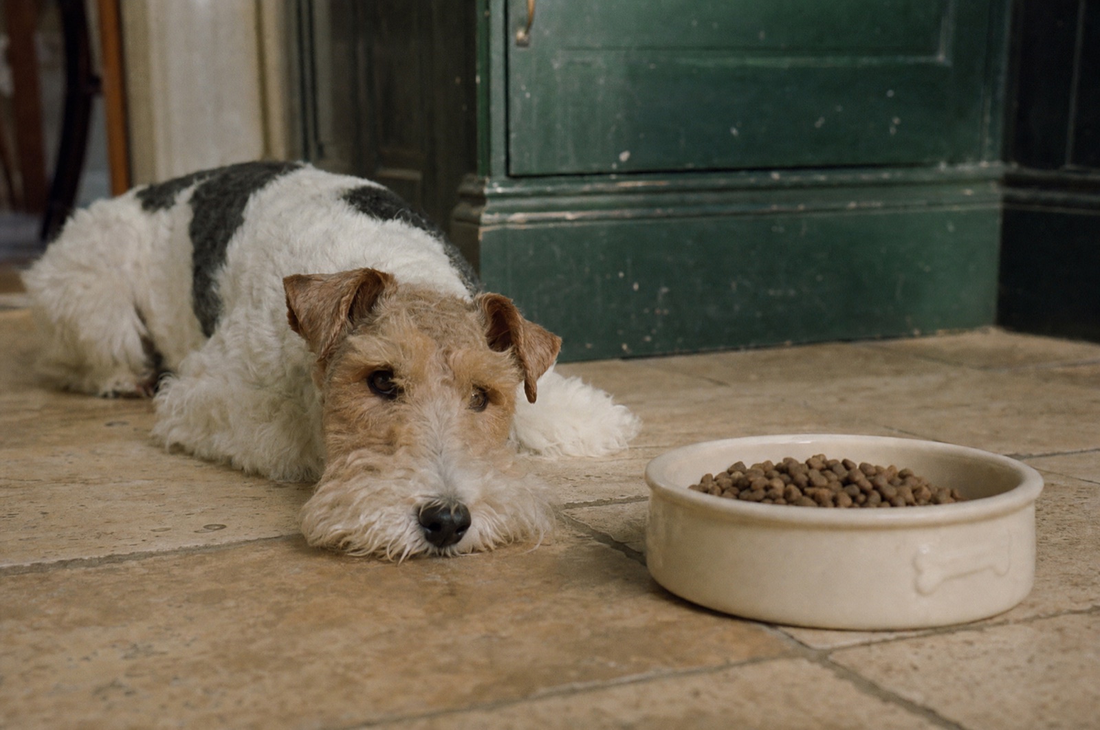 A wire-haired terrier lying flat beside an untouched bowl of kibble