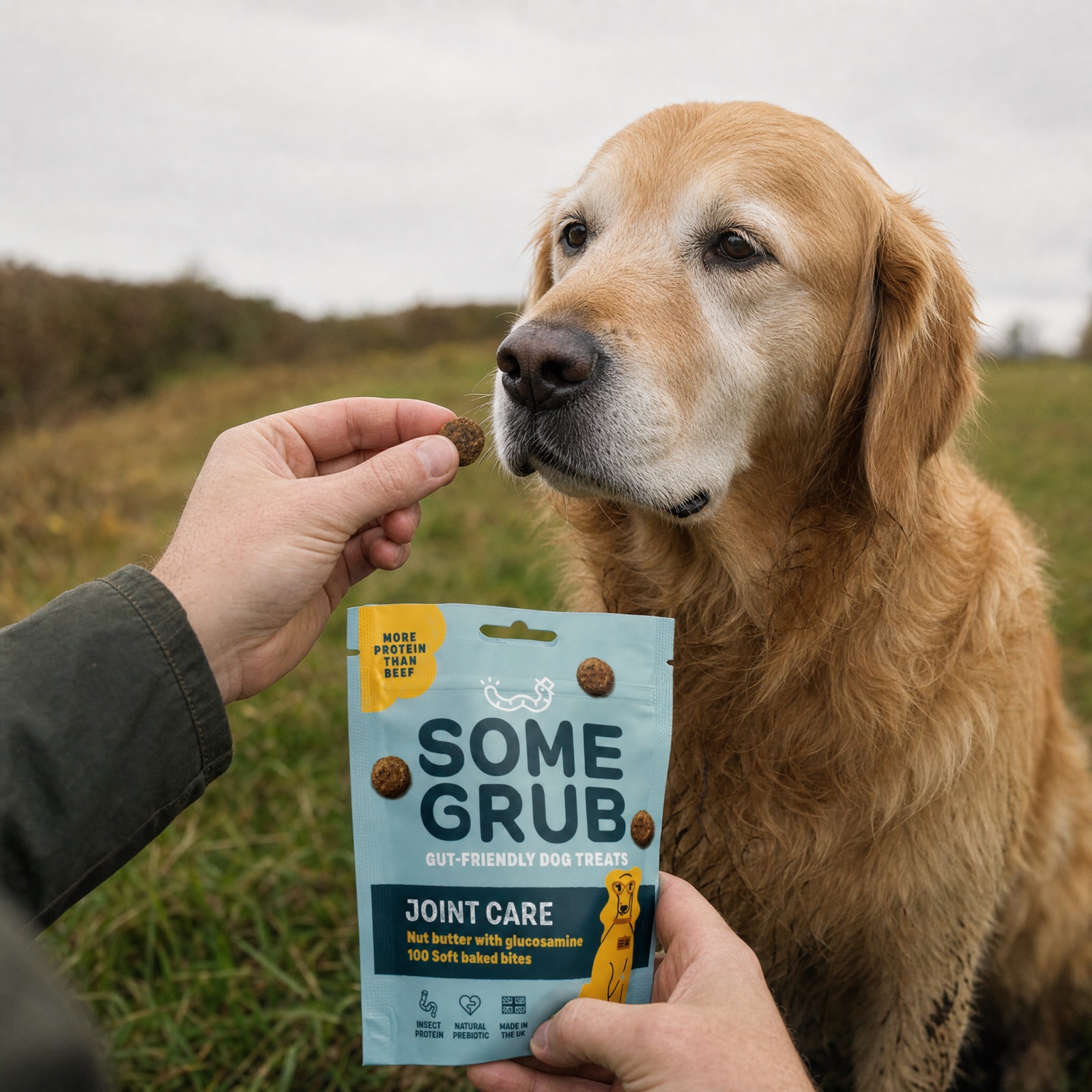 Handing a Joint Care treat to a senior golden retriever on a countryside walk